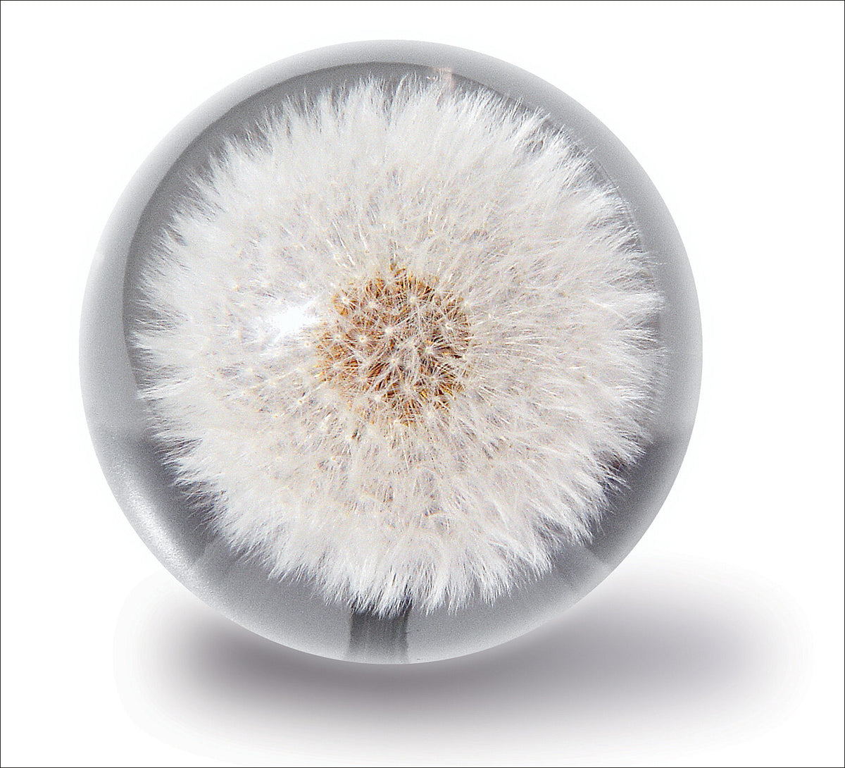Briefbeschwerer Pusteblume