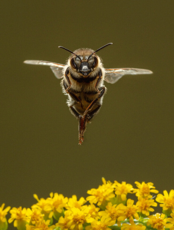 Honigbienen