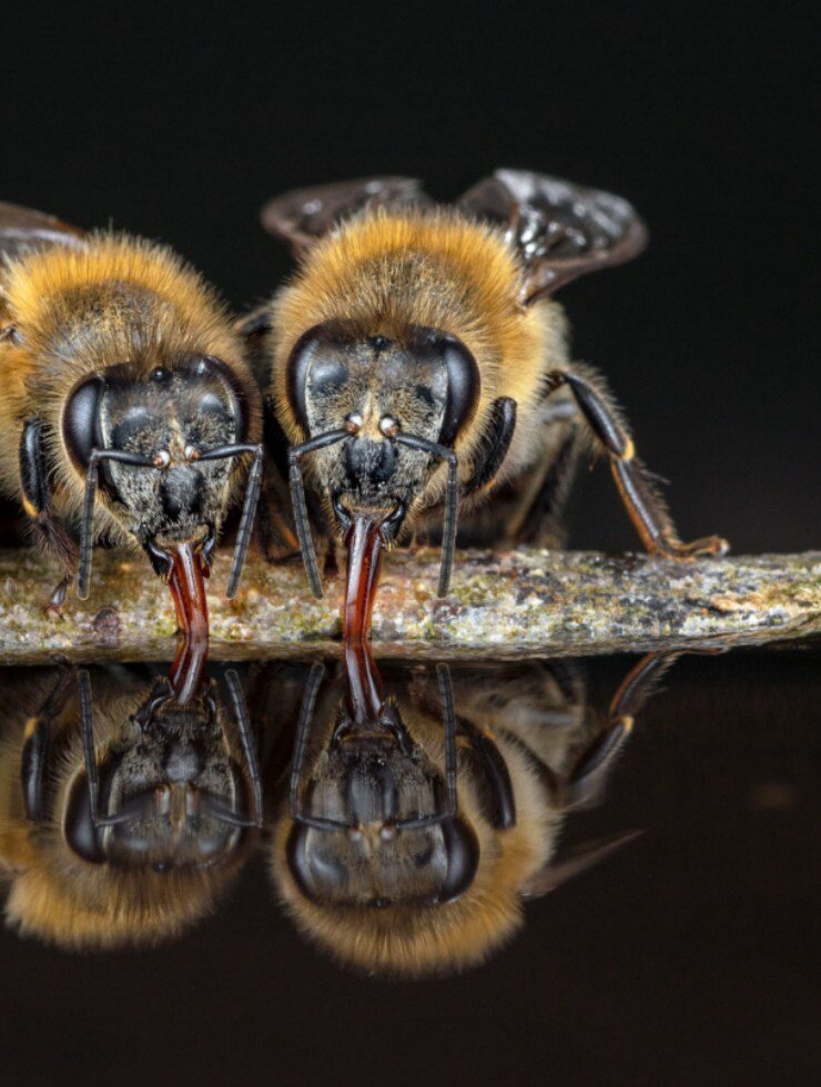 Honigbienen