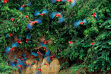 60 Jahre Wildlife Fotografien des Jahres