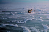 60 Jahre Wildlife Fotografien des Jahres