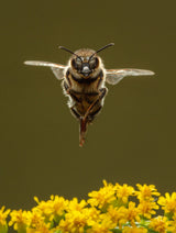 Honigbienen