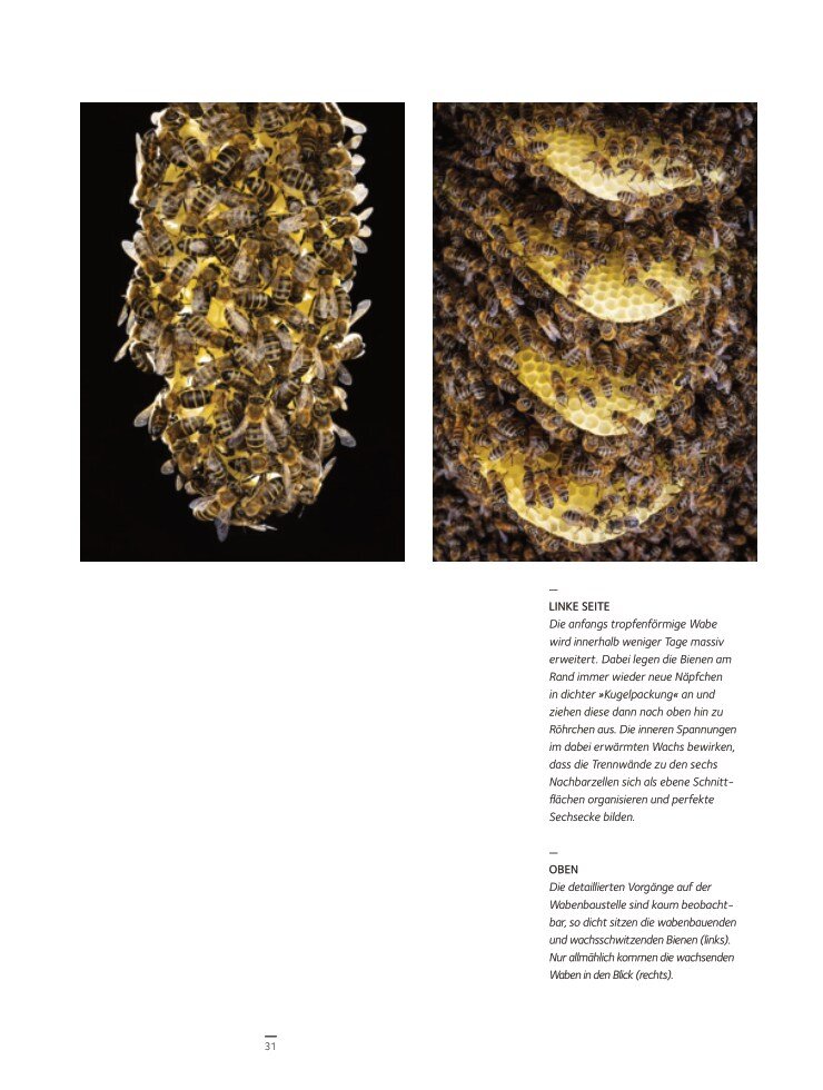 Honigbienen