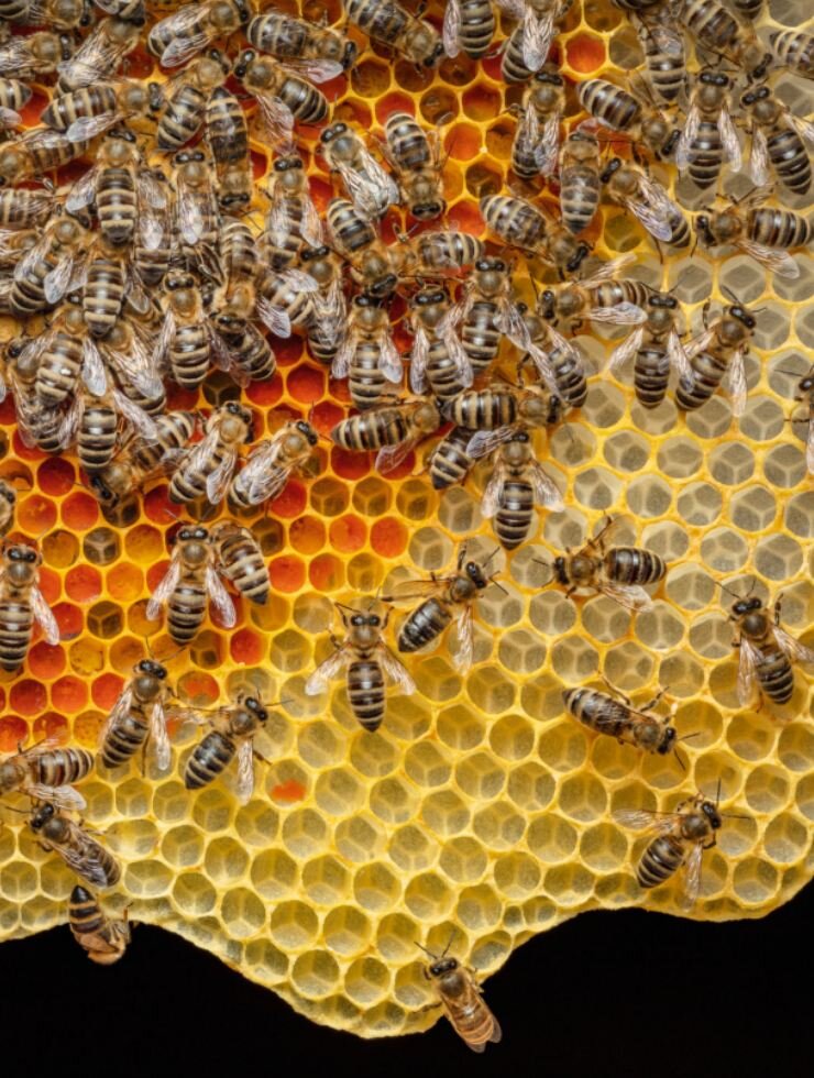 Honigbienen
