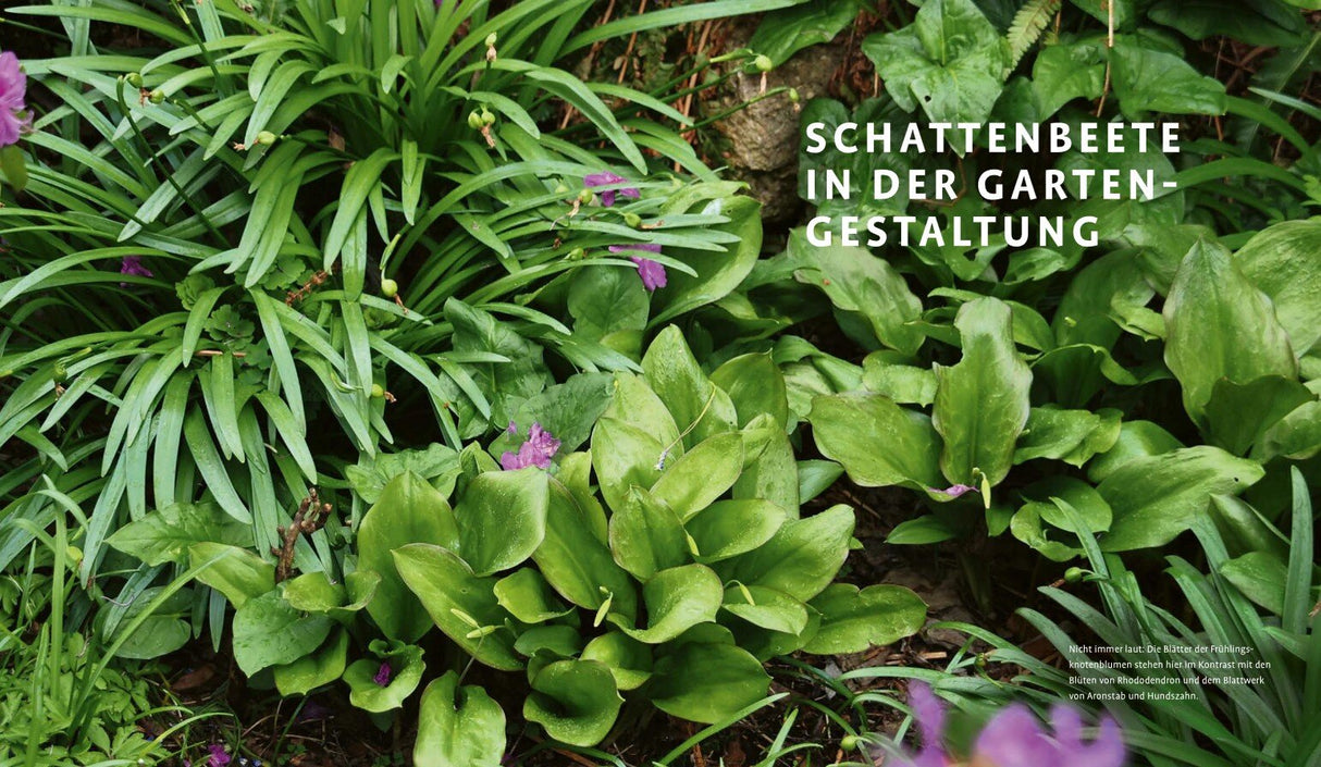Schattenstauden